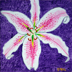 Stargazer Lily by Sybil A. Bissell